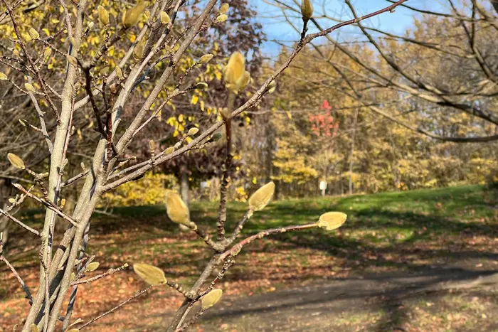 A budding magnolia tree in Prospect Park in December 2022.